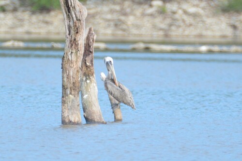 Brown Pelican