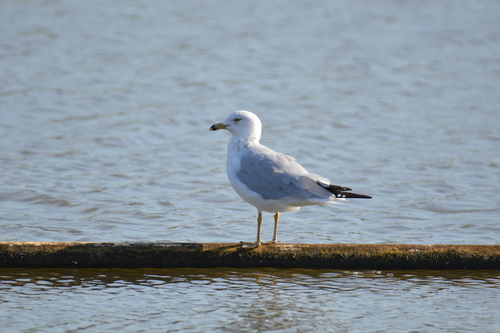 Ring-billed Gull