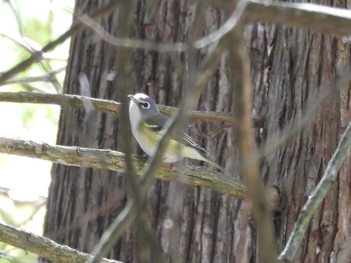 Blue-headed Vireo
