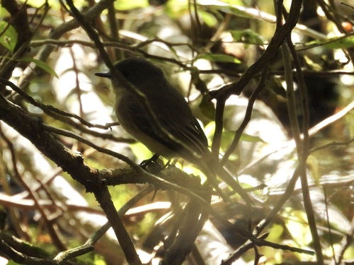 Eastern Phoebe