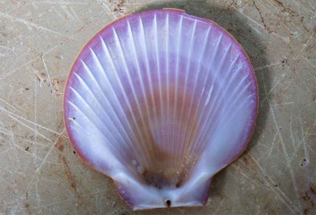 Asian Moon Scallop from Kovalam, Tamil Nadu, India on May 19, 2020 at