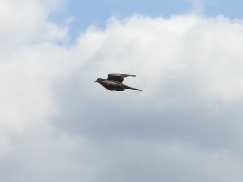 Mourning Dove