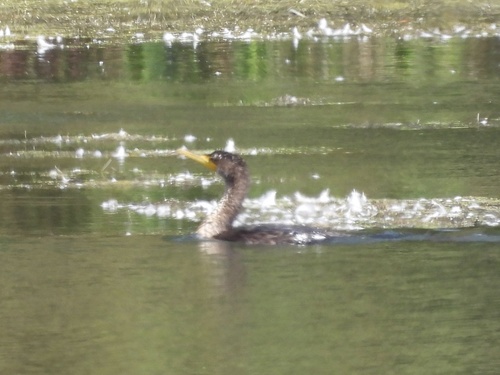 Double-crested Cormorant