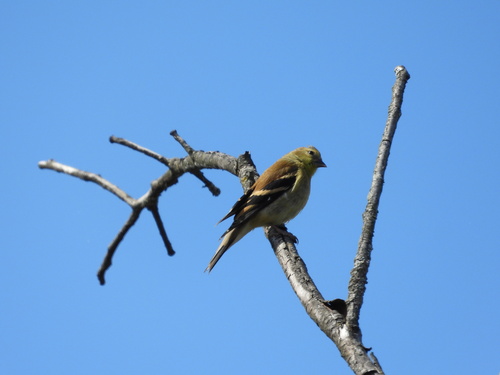 American Goldfinch