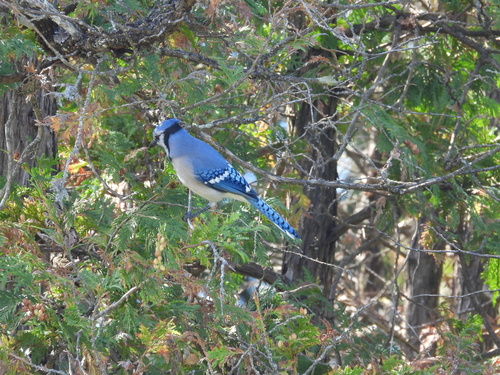 Blue Jay