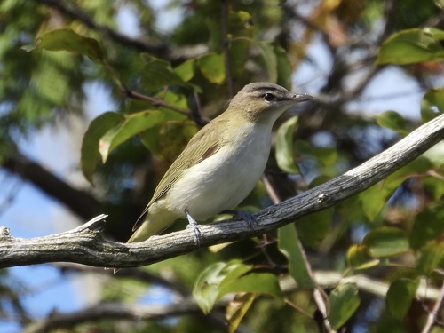 Red-eyed Vireo