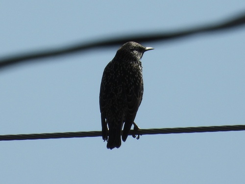 European Starling