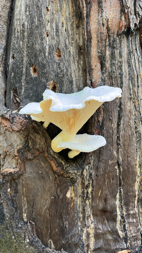 Lynx Paw Oyster