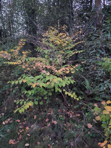 Japanese knotweed
