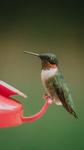 Ruby-throated Hummingbird