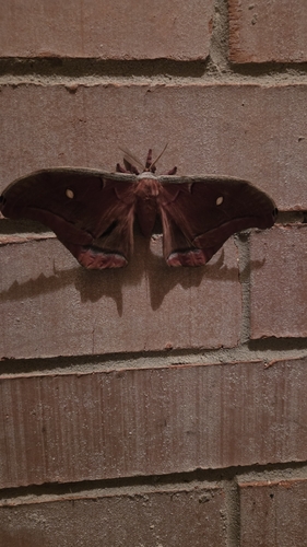 Polyphemus Moth