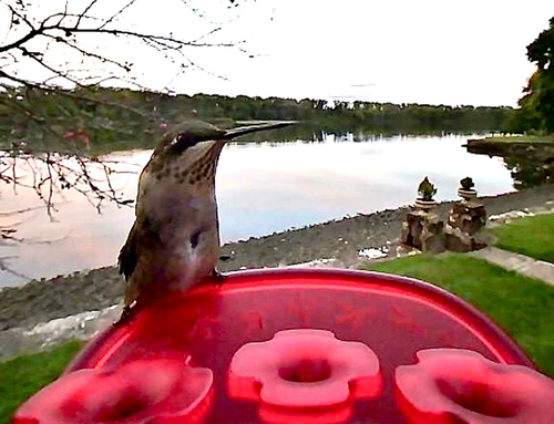Ruby-throated Hummingbird