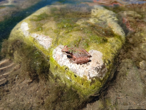 Pacific chorus frog