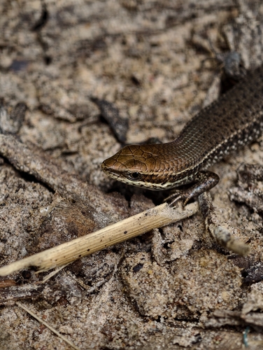 Bronze Grass Skink