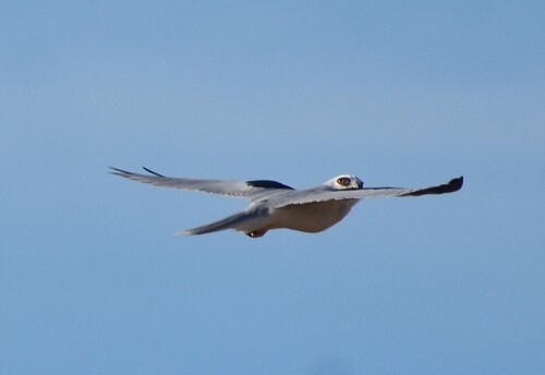 White-tailed Kite