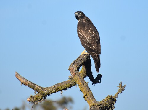 Red-tailed Hawk