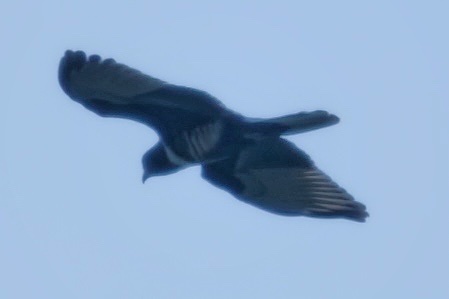 Black Baza