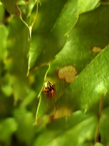 Asian Lady Beetle