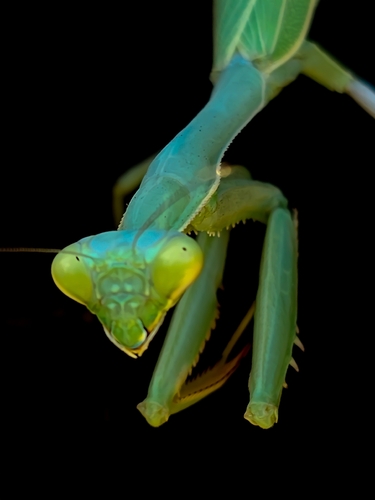 California Mantis