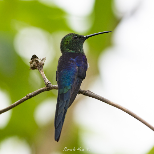 Long-tailed Woodnymph