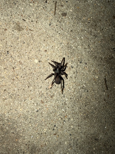 False Tarantula