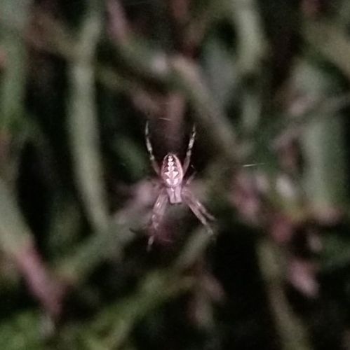 Western Spotted Orbweaver