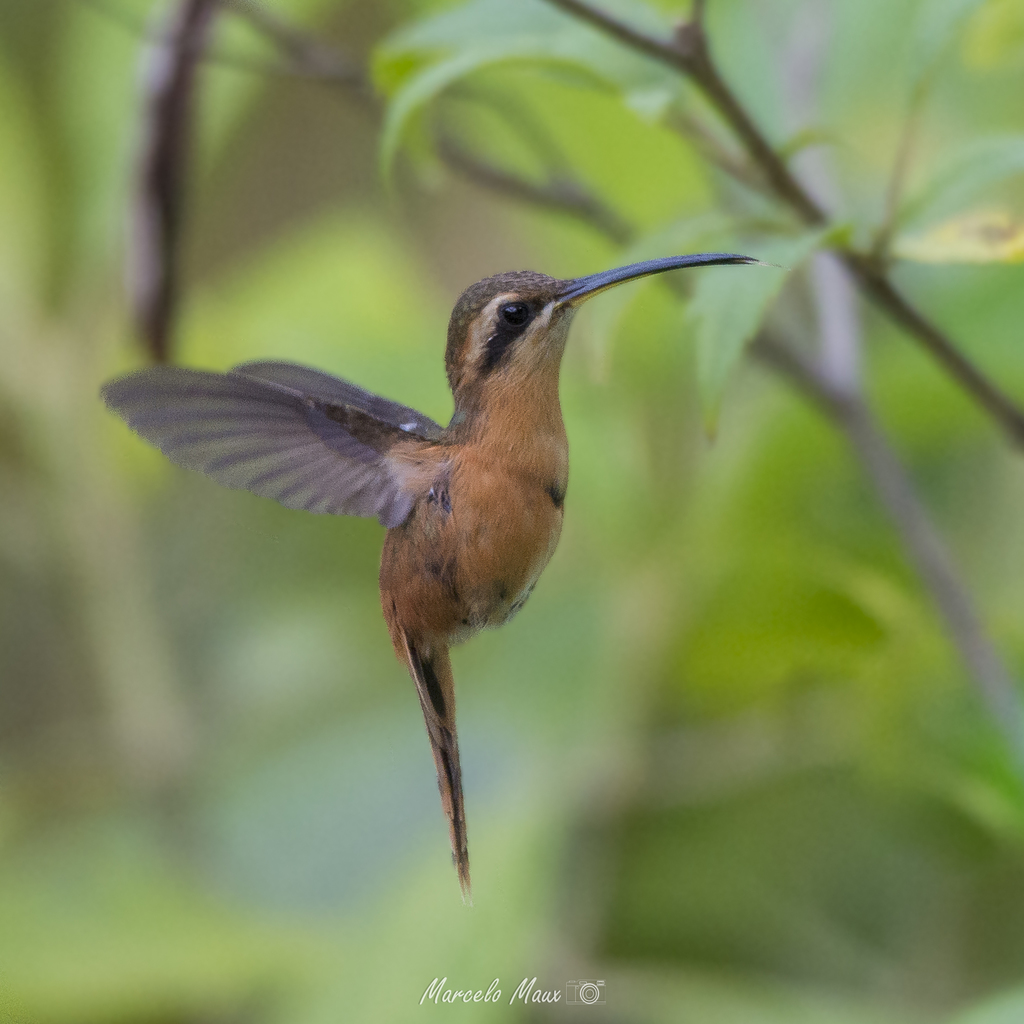 Reddish Hermit (Phaethornis ruber) photo