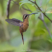 Reddish Hermit - Photo (c) Marcelo Maux, all rights reserved, uploaded by Marcelo Maux