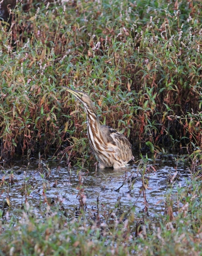 American Bittern