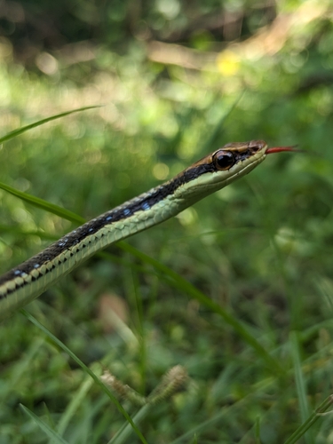 Painted Bronzeback
