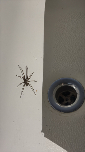 Giant House Spider