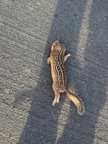 Thirteen-lined Ground Squirrel