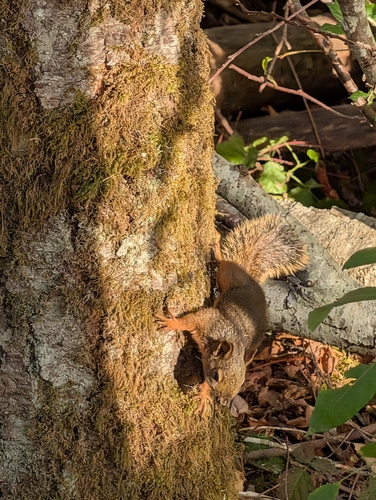 Douglas's Squirrel