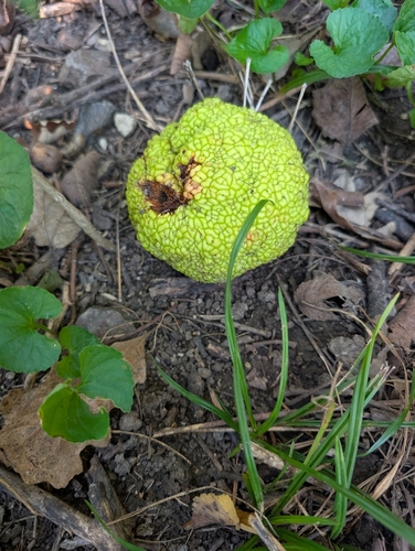 Osage-orange