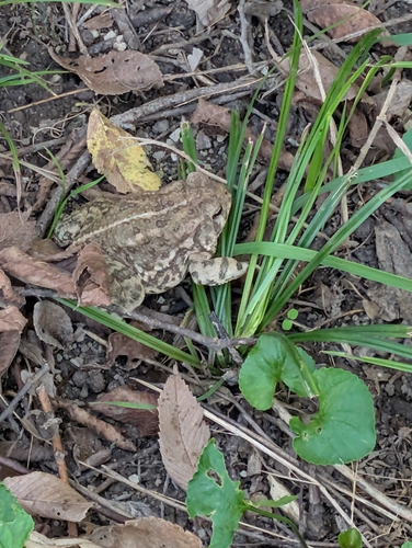 Woodhouse's Toad
