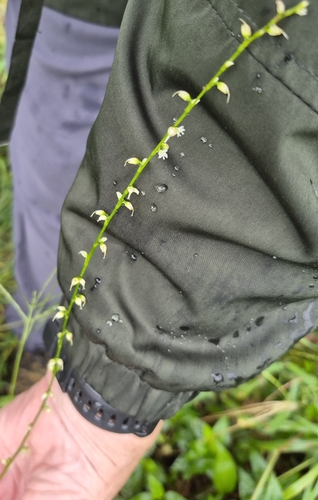American jumpseed
