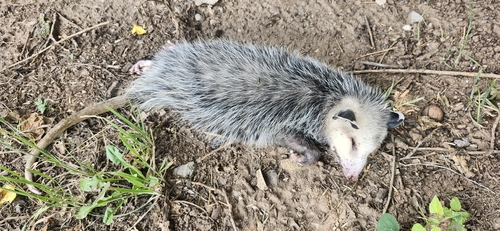 Virginia Opossum