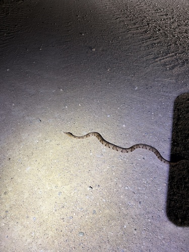 Eastern Copperhead