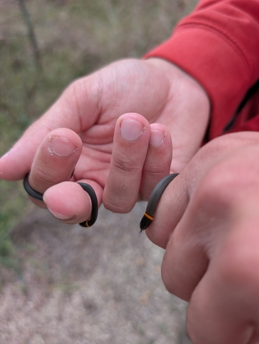 Ring-necked Snake