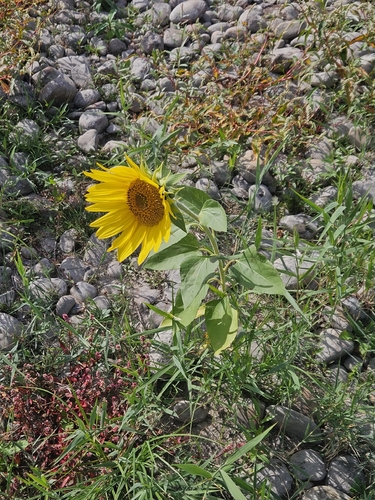 Common Sunflower