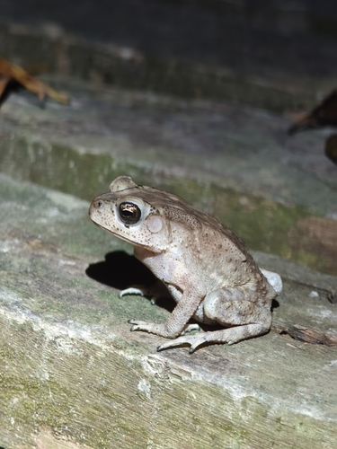 Asian Common Toad