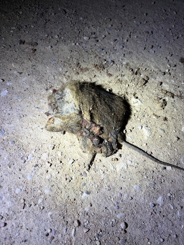 Hispid Cotton Rat