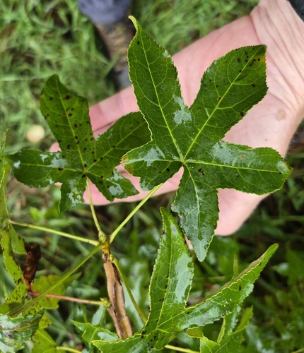 American sweetgum