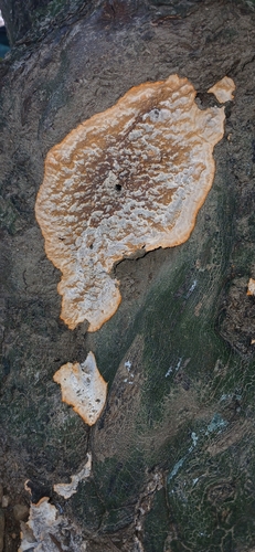 Wrinkled Crust
