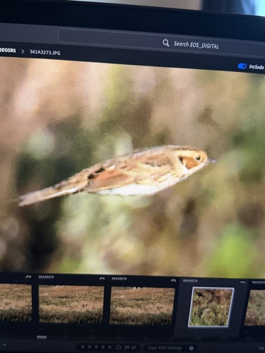 Little Bunting