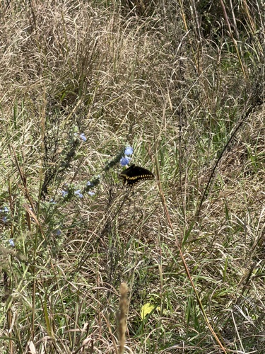 Black Swallowtail