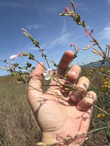 Longflower Beeblossom