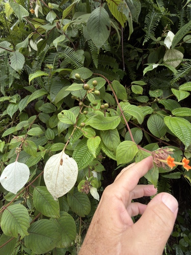 wild mussaenda