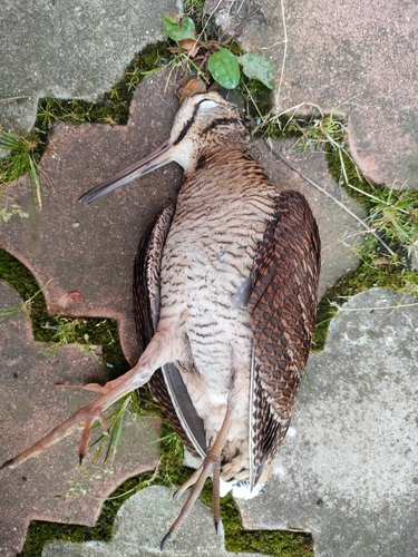 Eurasian Woodcock
