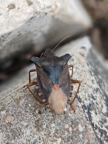 Forest Bug